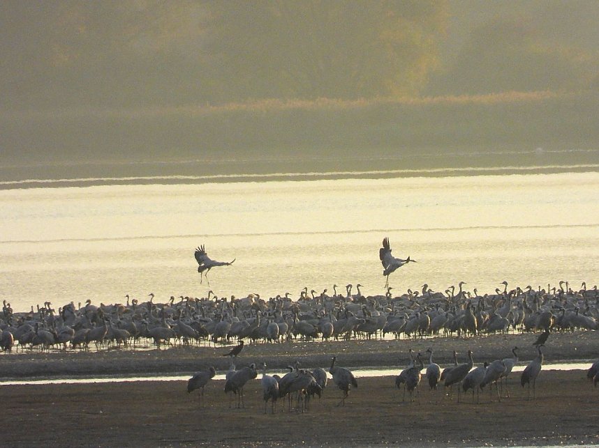Abschied von den Kranichen