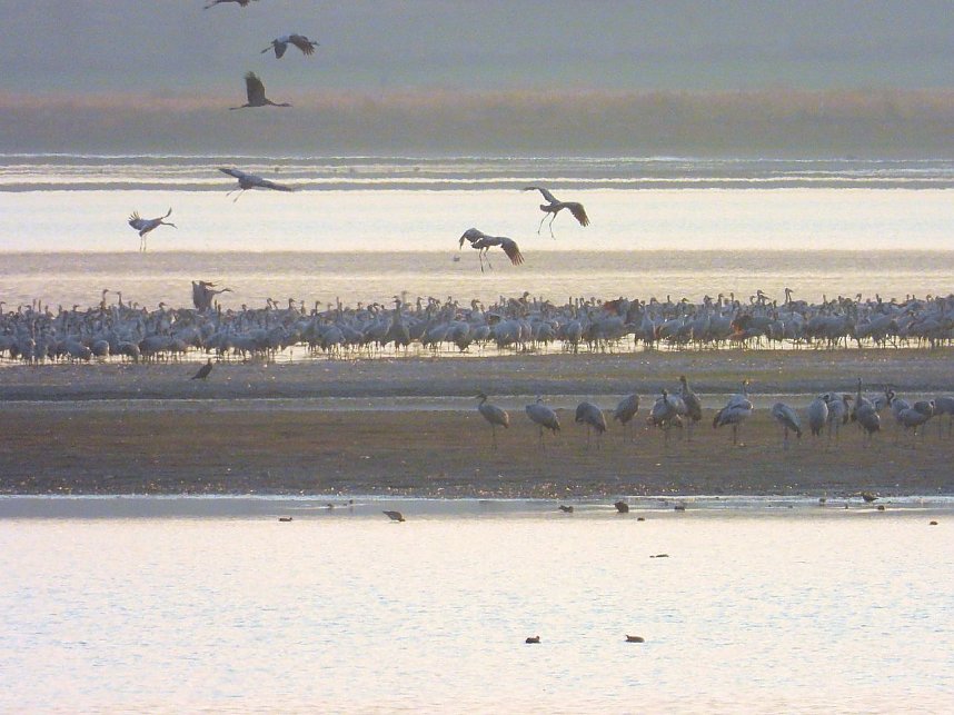 Abschied von den Kranichen