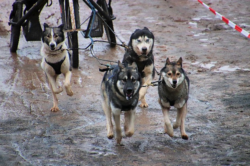 Hundeschlittenrennen in Pullman City
