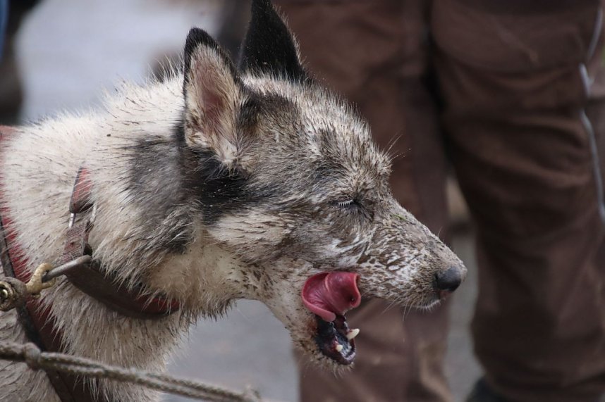 Hundeschlittenrennen in Pullman City