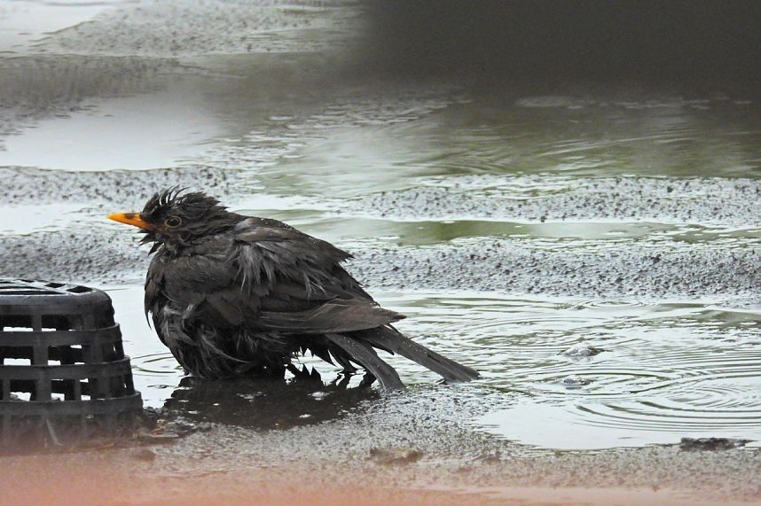 Amselbad in Nordhausen