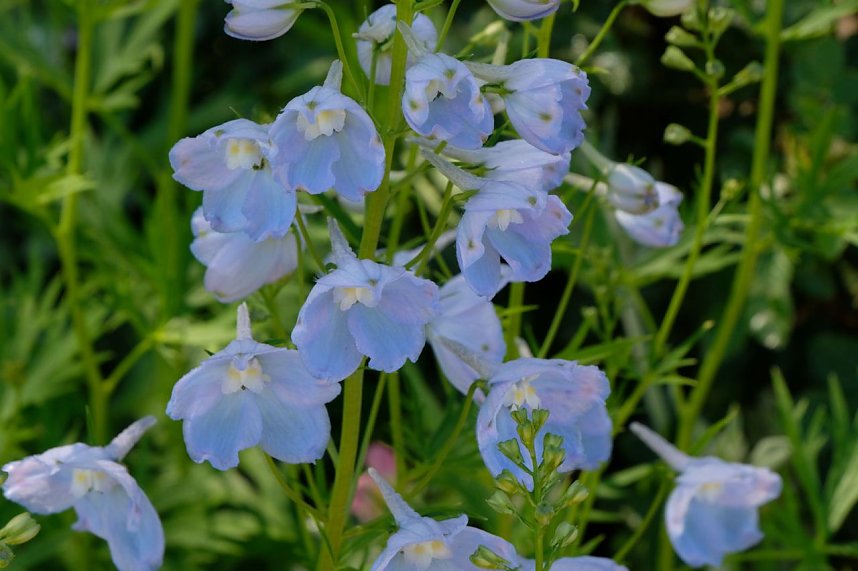 Sachsen-Anhalt-Tag in Quedlinburg