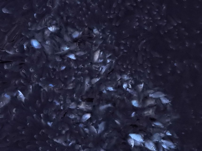 Das Sterben der Fische