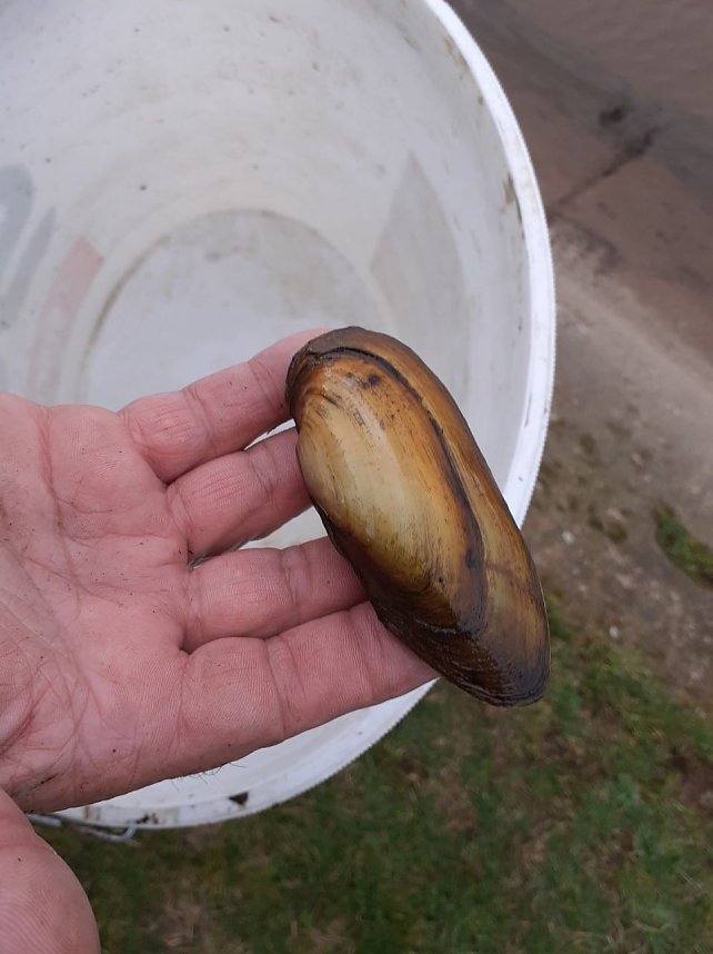 Notabfischunbg Kelbra