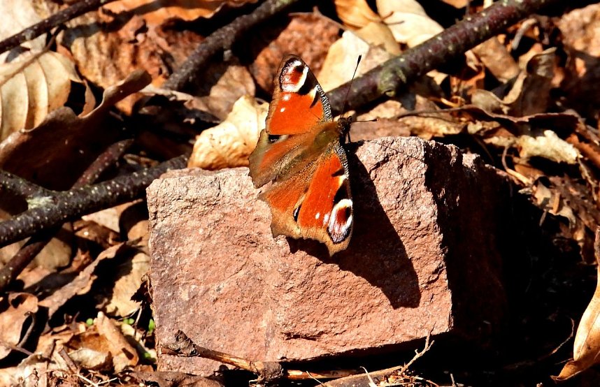 Unterwegs im Brandesbachtal