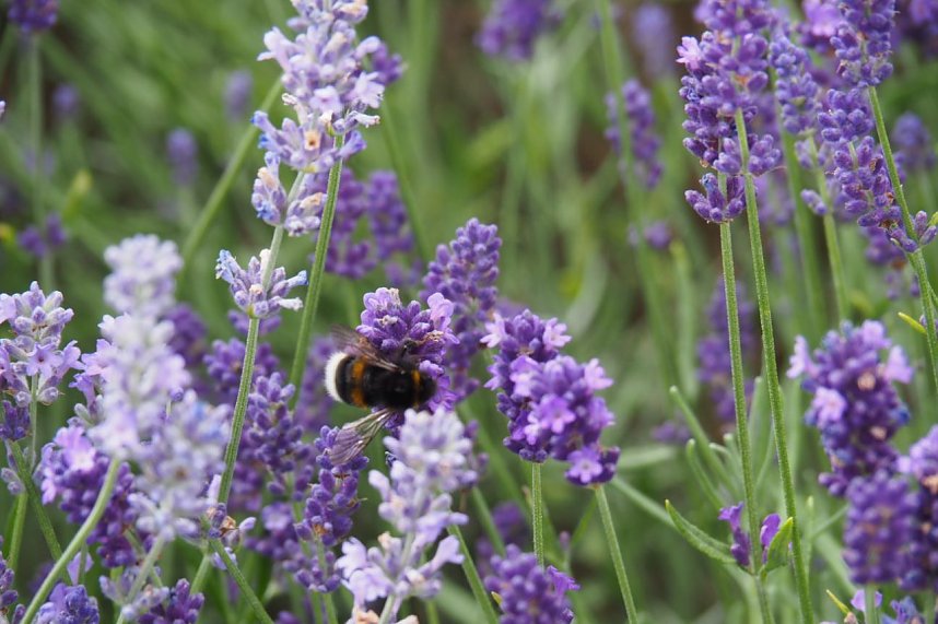 Impressionen aus Bad Langensalza