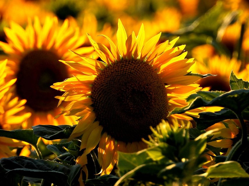 Sonnenblumen ohne Ende