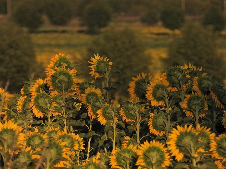 Sonnenblumen ohne Ende