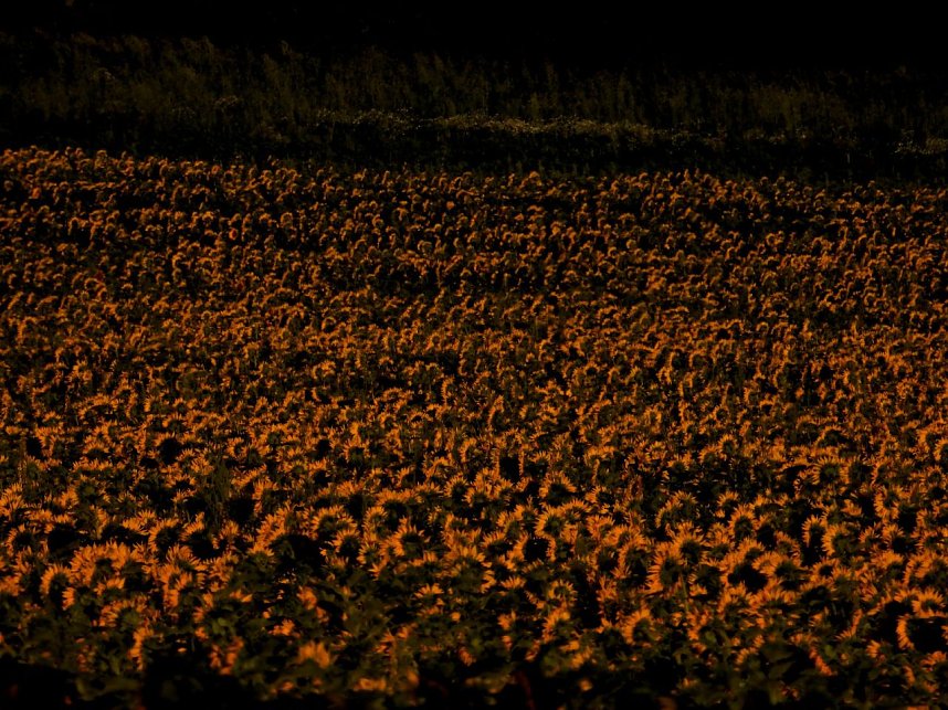 Sonnenblumen ohne Ende