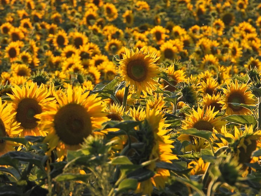 Sonnenblumen ohne Ende
