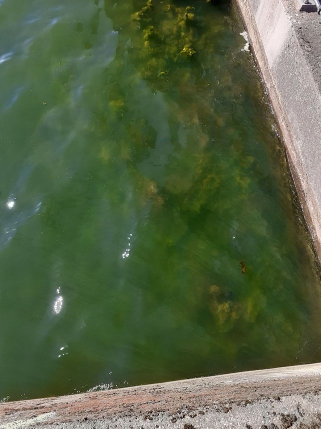 Algen an der Talsperre Kelbra