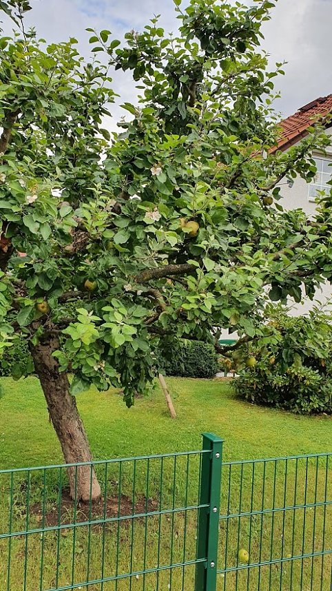 Apfelbaum in S&uuml;lzhayn