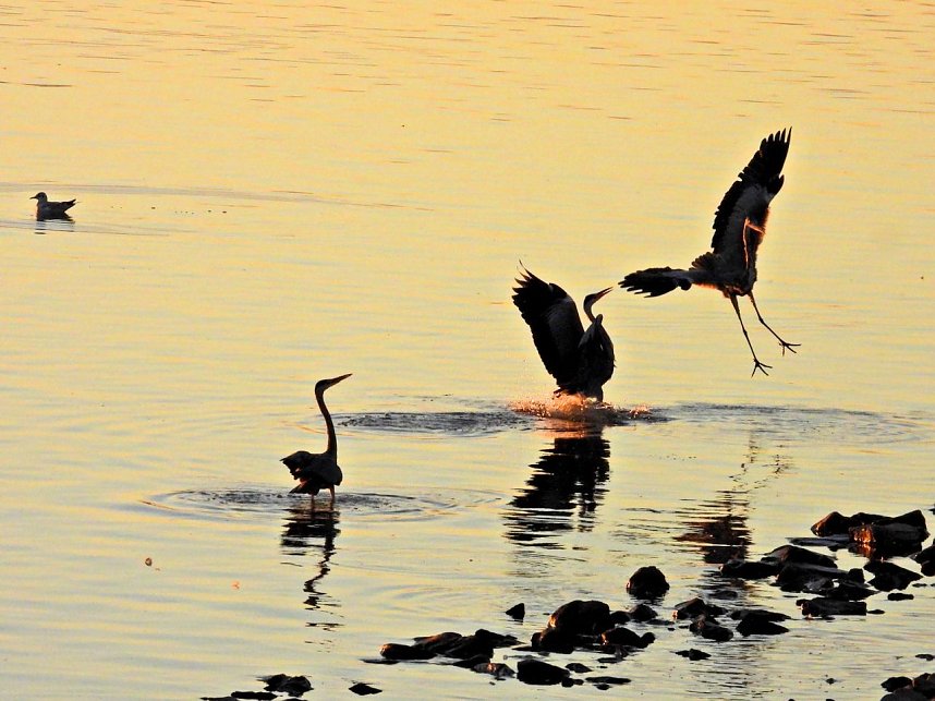 Peter Blei unterwegs am Stausee Kelbra