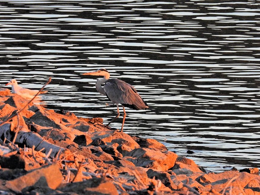 Peter Blei unterwegs am Stausee Kelbra