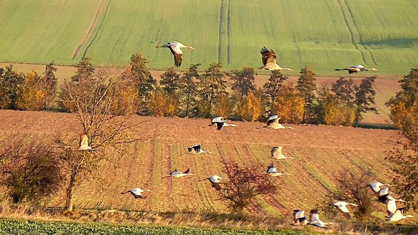 Kranichf&uuml;hrung am Stausee Kelbra