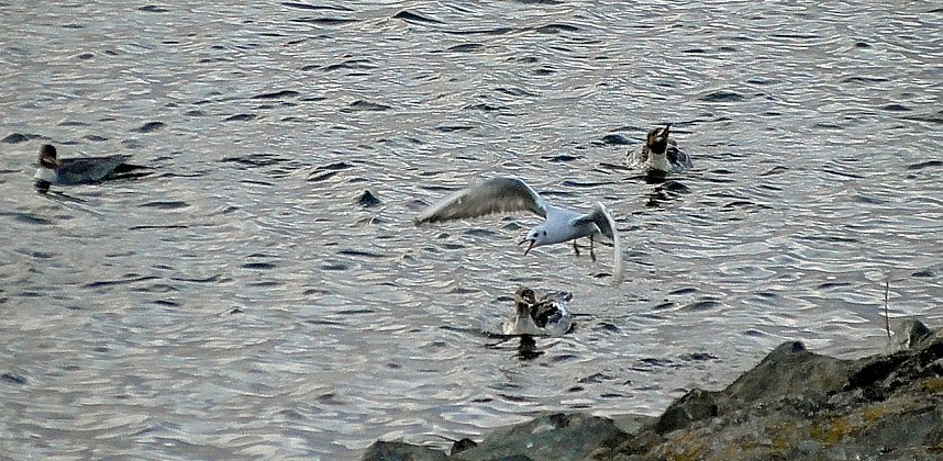 Vogelobservation am Stausee Kelbra