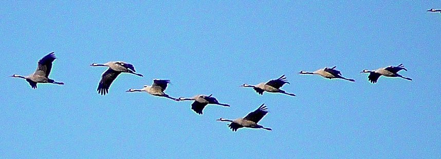 Vogelzug am Stausee Kelbra