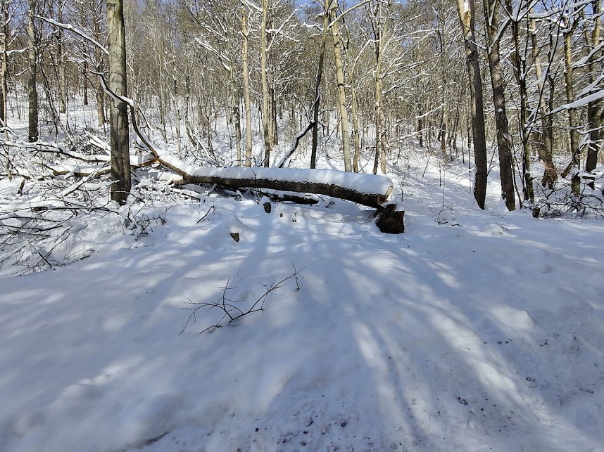 Im Brandesbachtal