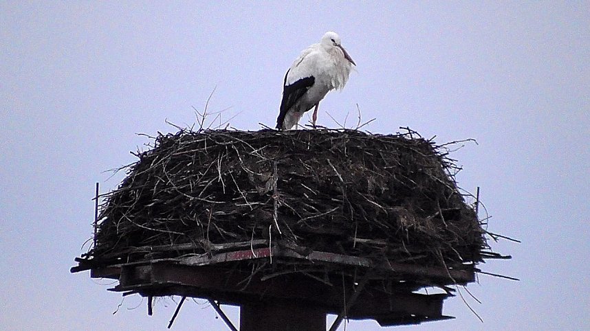 Erster Storch in der Goldenen Aue 