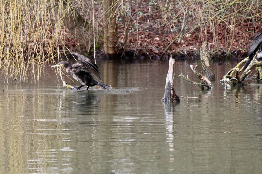 Kormorane in Nordhausen im Stadtpark 