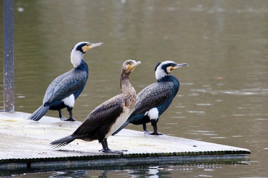Kormorane in Nordhausen im Stadtpark 