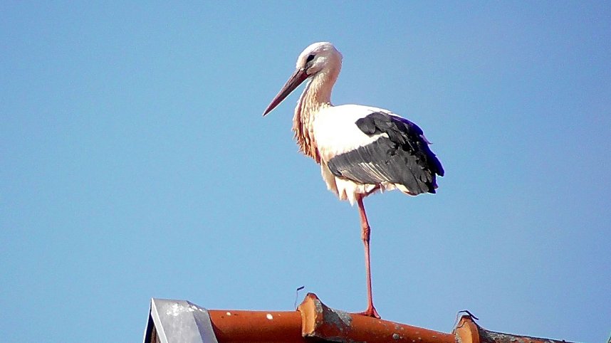 Storchenpaar in Kelbra 