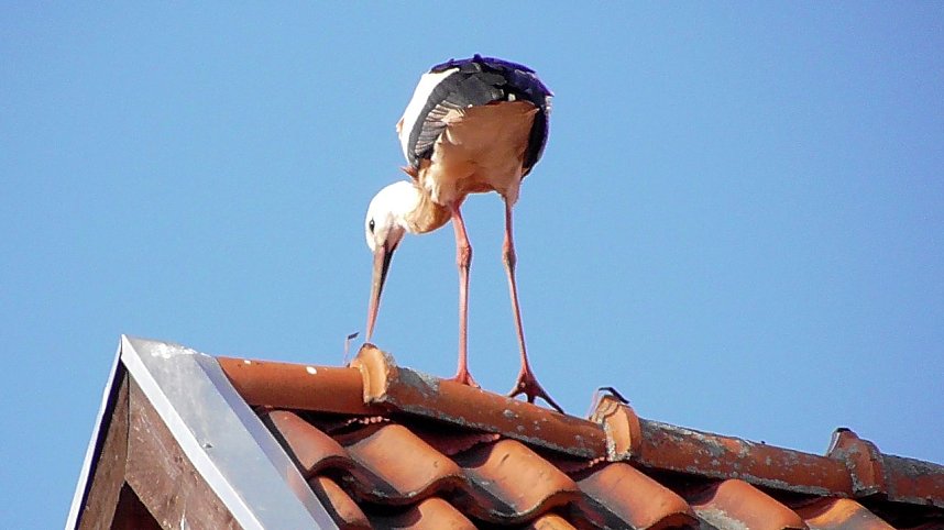 Storchenpaar in Kelbra 