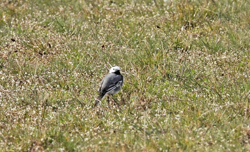 Peter Blei unterwegs am Stausee Kelbra