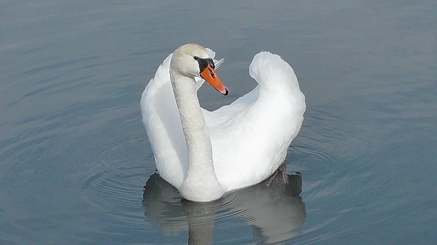 Es wird wieder gebr&uuml;tet