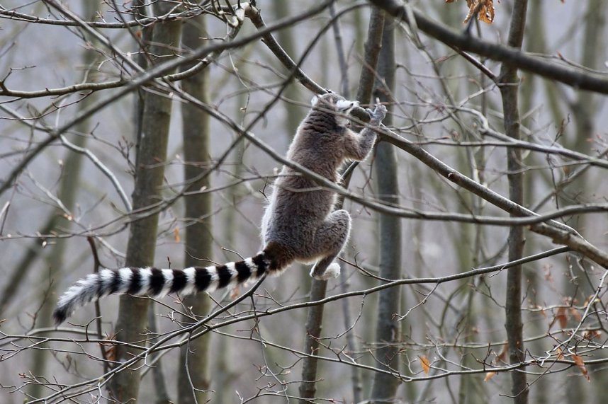 Besuch im Affenpark Strau&szlig;berg