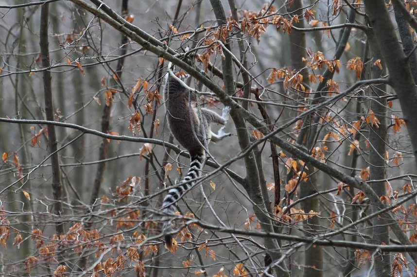 Besuch im Affenpark Strau&szlig;berg