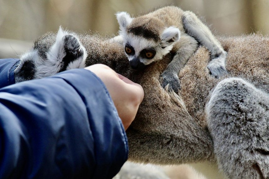 Besuch im Affenpark Strau&szlig;berg