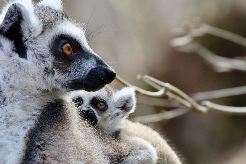 Besuch im Affenpark Strau&szlig;berg