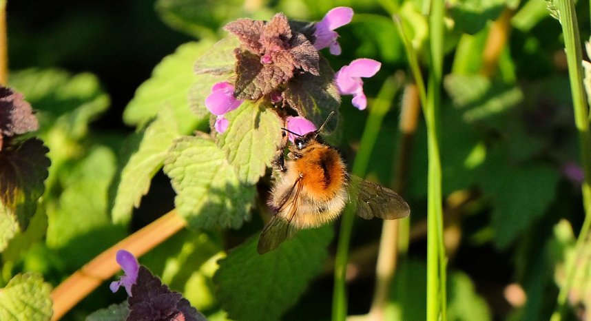 Summender Fr&uuml;hling 