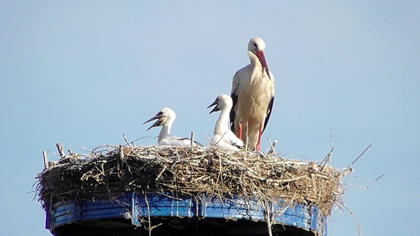 Nachwuchs geschl&uuml;pft 