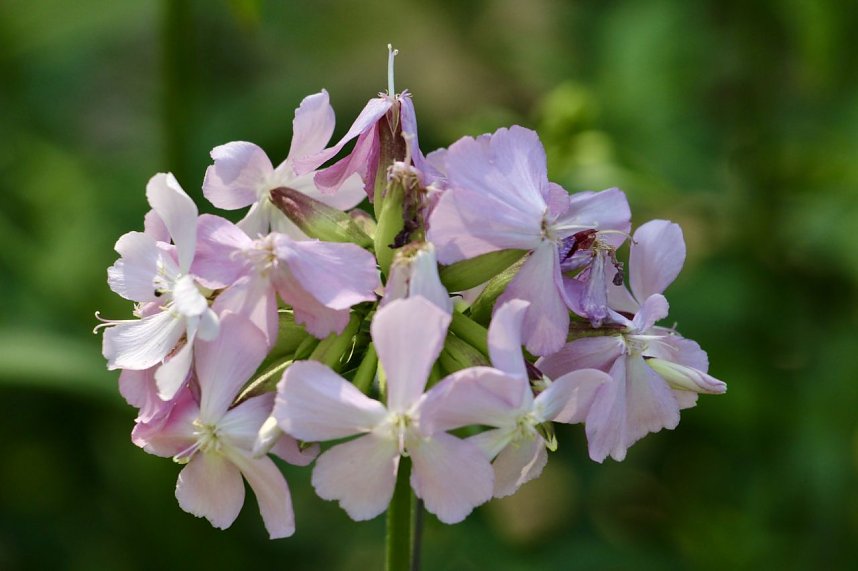 Schlosspark Ebeleben