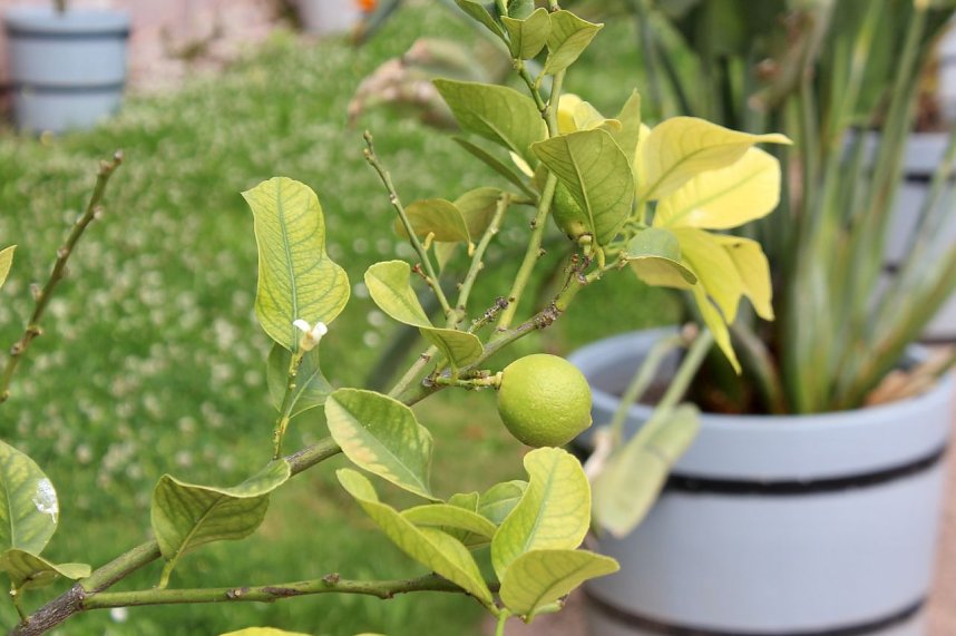 Orangerie in Bendeleben