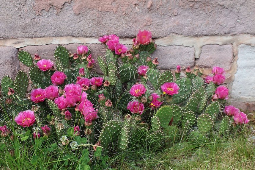 Orangerie in Bendeleben