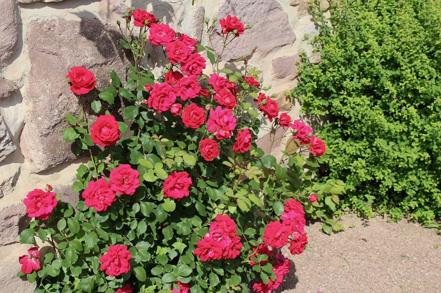 Orangerie in Bendeleben