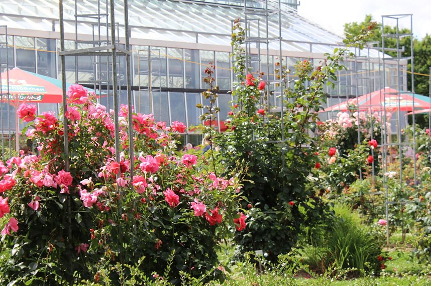 Europa Rosarium in Sangerhausen