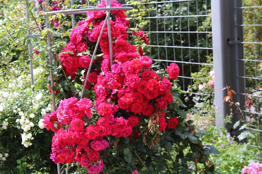 Europa Rosarium in Sangerhausen