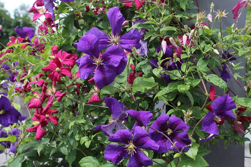 Europa Rosarium in Sangerhausen