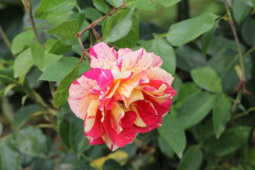 Europa Rosarium in Sangerhausen