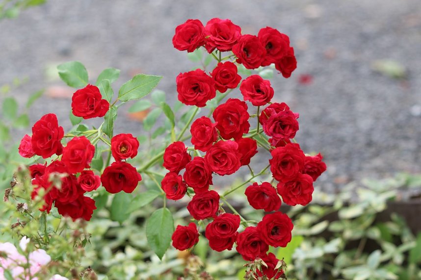 Europa Rosarium in Sangerhausen