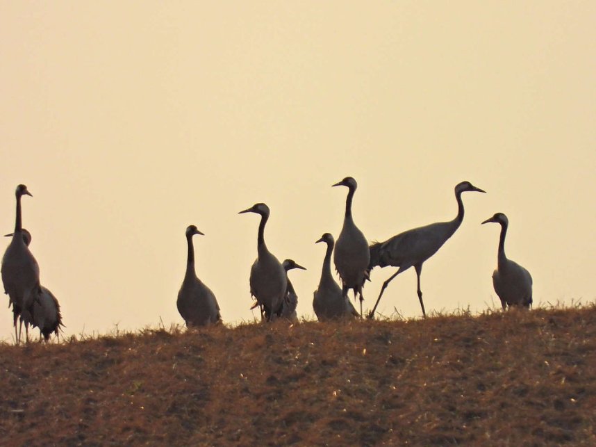 Kraniche am Stausee Kelbra
