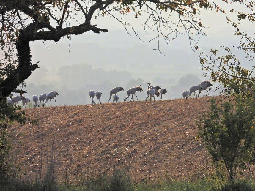 Kraniche am Stausee Kelbra