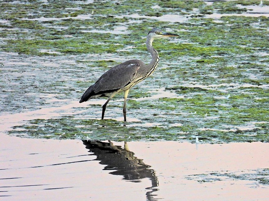 Kraniche am Stausee Kelbra