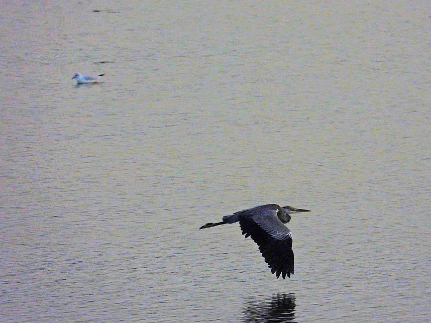Kraniche am Stausee Kelbra