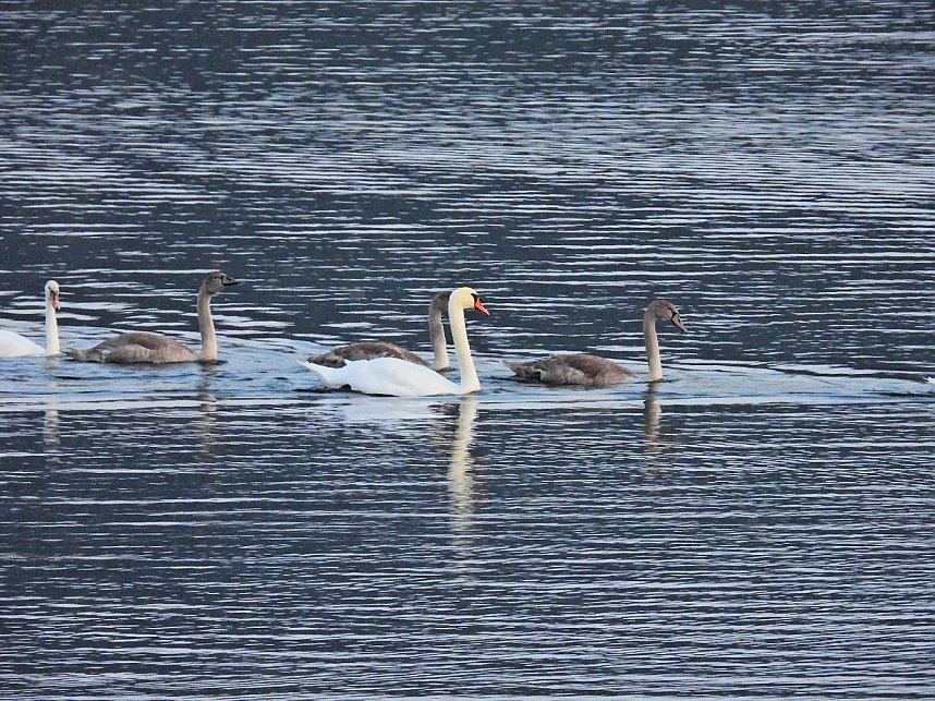 Kraniche am Stausee Kelbra