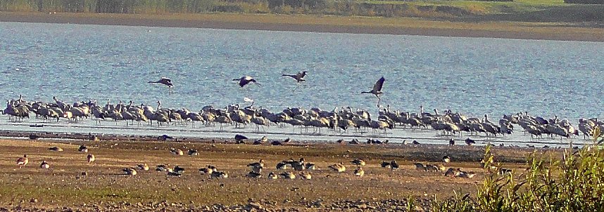 Sie fliegen wieder ein